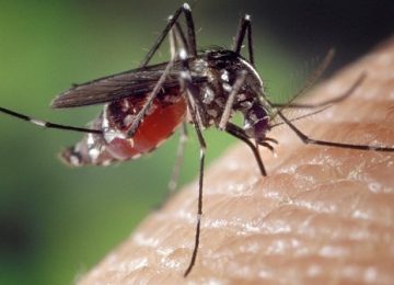 4 Fakta tentang Virus Zika yang Wajib Kamu Tau!