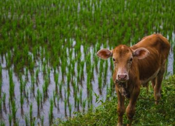 Ubah Masa Depan dengan Pembangunan Pertanian dan Ketahanan Pangan