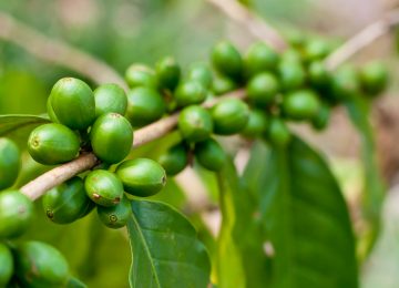 Green Coffee Bisa Turunkan Berat Badan? Cek Faktanya Di Sini!