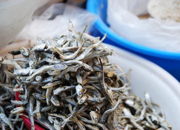 Manfaat Besar Si Kecil Ikan Teri!