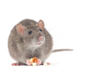Waspada 5 Jenis Penyakit yang Disebabkan oleh Tikus
