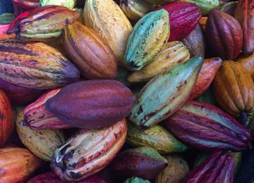 Yuk, Buat Cokelat dari Buahnya!