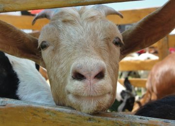 Boleh ngga Ya, Ibu Hamil Mengonsumsi Daging Kambing?