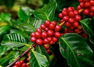 Jenis Kopi, Memengaruhi Citarasanya Ngga, Ya?
