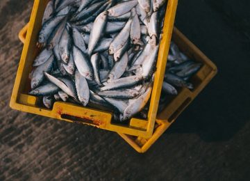 Ikan Kembung Ngga kalah Keren, loh!