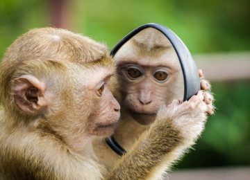 Yuk, Kenali Lebih Jauh Cacar Monyet atau Monkeypox