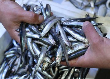 Investasi untuk Tulang dengan 5 Makanan dan Minuman Berikut