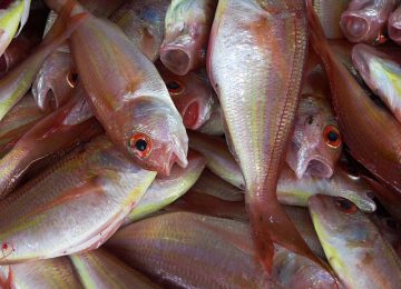 Tips Memilih Ikan Segar