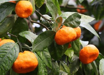 Yuk, Ketahui Manfaat Mengonsumsi Jeruk Mandarin!