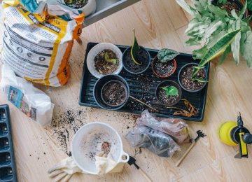 3 Tips Berkebun di Rumah, bagi Pemula!