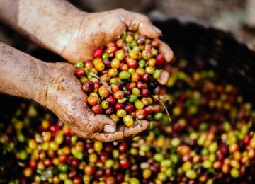 Tiga Jenis Kopi Populer di Indonesia!