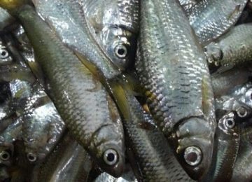 Ikan Bilih, Alternatif Pangan Lokal Cegah Stunting
