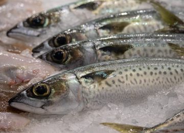 Yuk, Kenali Ciri Ikan Segar!