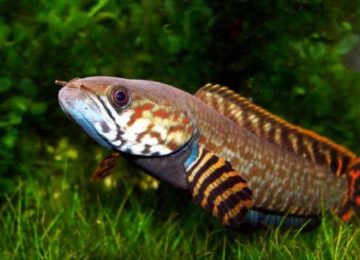 Yuk, Ketahui Manfaat Ikan Gabus!