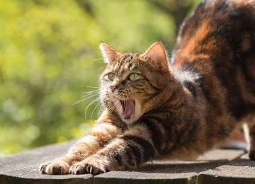 Benarkah Bulu Kucing Berbahaya bagi Ibu Hamil?