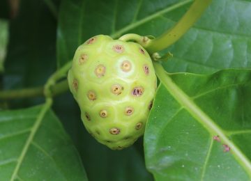 Mau Punya Wajah Glowing? Yuk, Kenalan dengan Buah Mengkudu!
