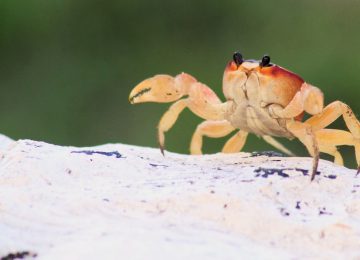 “Crab Mentality” Akibat Sikap Cemburu, Benarkah?