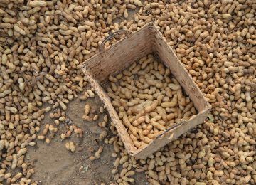 Waspada Aflatoksin pada Kacang!