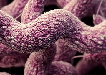 Yuk Kenalan dengan Bakteri Campylobacter
