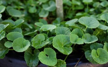 Centella asiatica, Yuk Ketahui Manfaatnya!