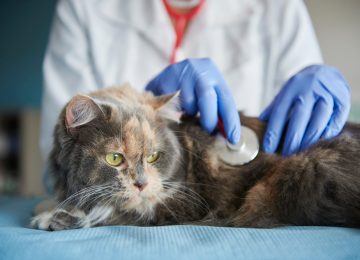 5 Gejala Cacingan pada Kucing dan Cara Mengobatinya