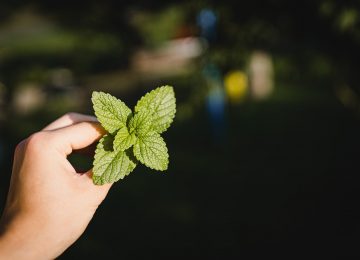 Daun Mint, Menyegarkan dan Bermanfaat!