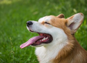 Rabies: Cara Penularan, Gejala, serta Pencegahannya