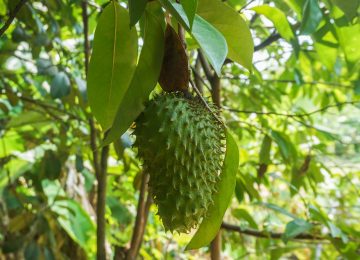Cara Membuat Teh Daun Sirsak dan Manfaatnya