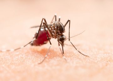 Perlu Waspada, Demam Berdarah Dengue Mengintai