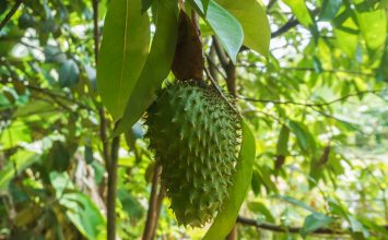 Ekstrak Herbal sebagai Antidiabetes