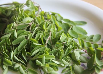 Yuk Kenali Mega Superfood, Daun Kelor