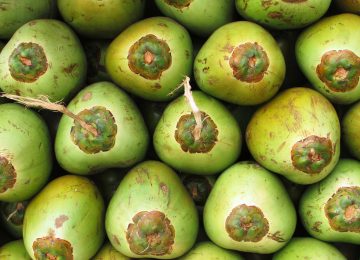 Kenali Keunggulan Air Kelapa Hijau