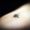 cegah malaria dengan "ABC"