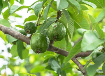 Mengulik Manfaat Daun Jambu Biji untuk Kesehatan
