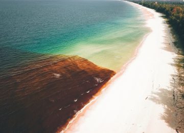 Waspadai Algal Bloom dan Risiko Cyanotoxin pada Seafood!