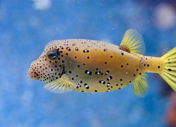 TTX dan STX, Neurotoksin Mematikan pada Fugu
