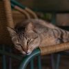 pertolongan pertama kucing keracunan