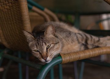 Penanganan Pertama pada Kucing Keracunan