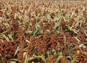 Sorgum, Serealia Pengganti Gandum dan Beras