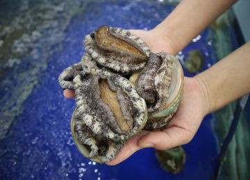 Abalone, Siput Laut untuk Kaya Manfaat