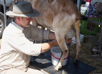 5 Manfaat Kesehatan Susu Kambing Etawa