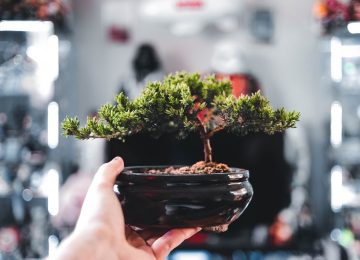 Manfaat Budidaya Tanaman Kerdil Bonsai