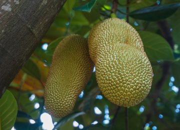 Mirip Nangka, Inilah Fakta Unik Cempedak