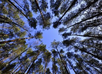 Hari Menanam Pohon Nasional: Jaga Hutan Kita Sultan