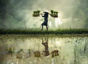 Petani, Pahlawan Pangan yang Terlupakan