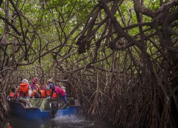 Manisan Kandeka, Snack Olahan Mangrove Bruguiera