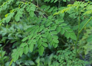 Ragam Manfaat Daun Kelor dan Olahannya
