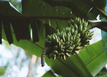 Manfaat Pohon Pisang dari Jantung Hingga Bonggolnya