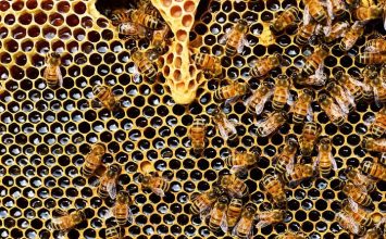 Mad Honey, Madu dengan Efek Halusinogenik