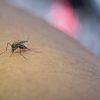 pencegahaan malaria
